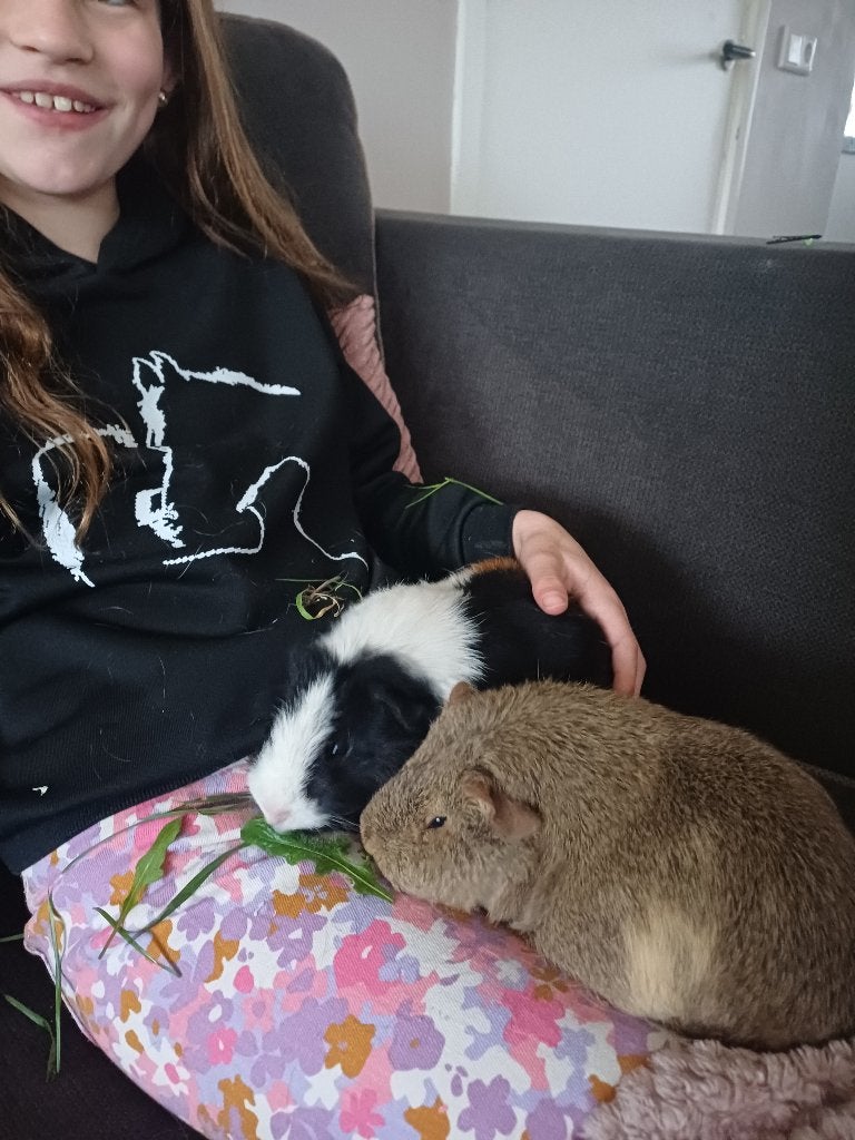 Gratis 2 lieve  cavia vrouwtjes incl. kooi., Dieren en Toebehoren, Knaagdieren, April, Vrouwelijk, Cavia