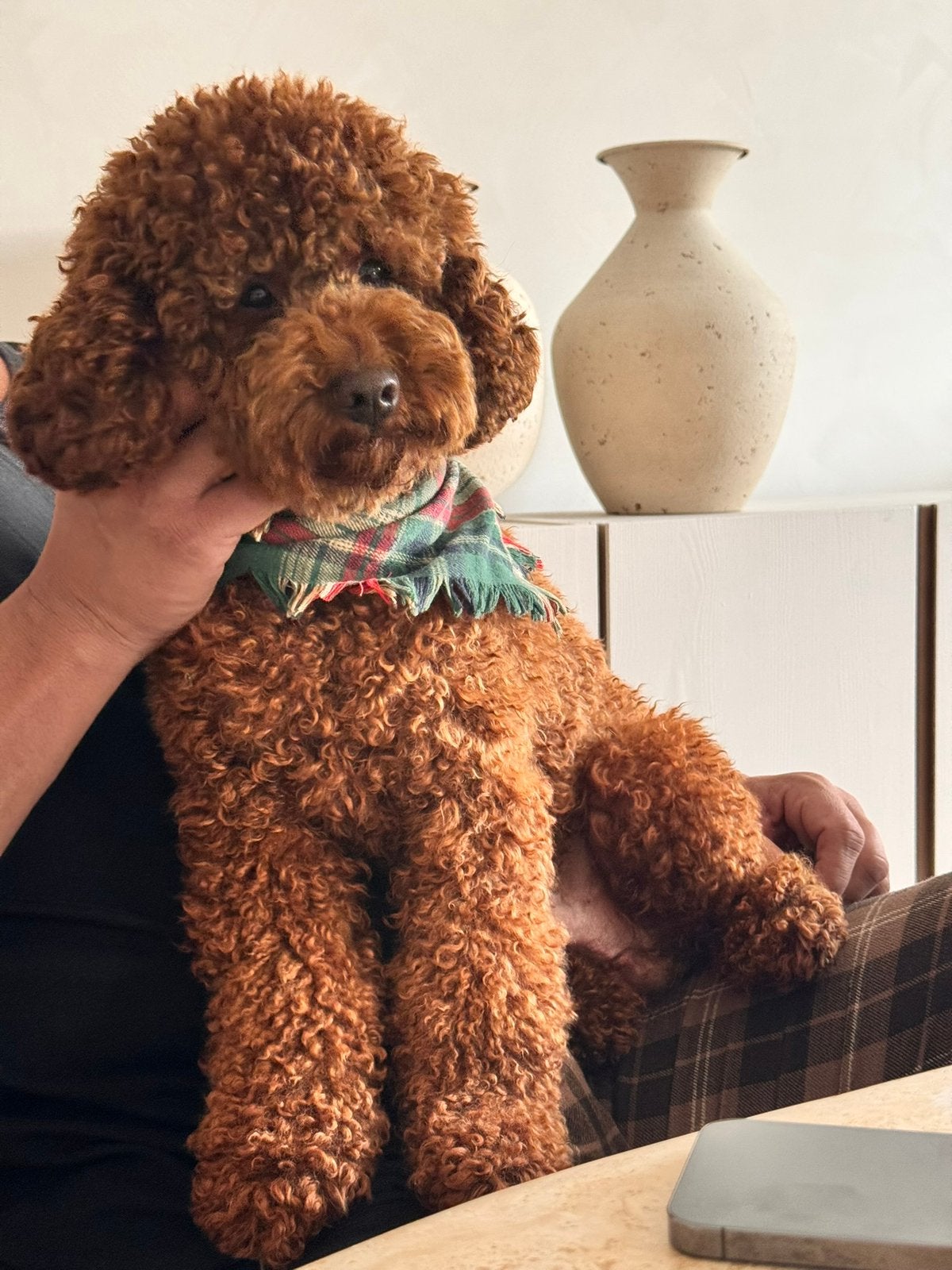 Toydwerg poedeltje reu, Dieren en Toebehoren, Honden | Niet-rashonden, Reu, 1 tot 2 jaar, Eén hond, Middel