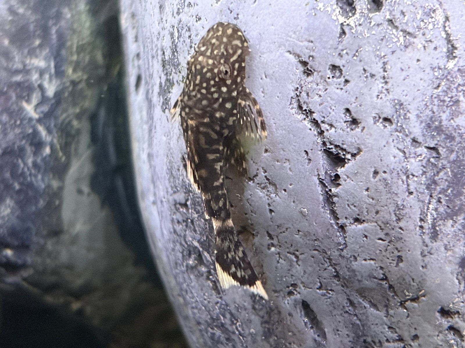 Jonge kleine Ancistrus dolichopterus borstelmeerval, Vis, Zoetwatervis