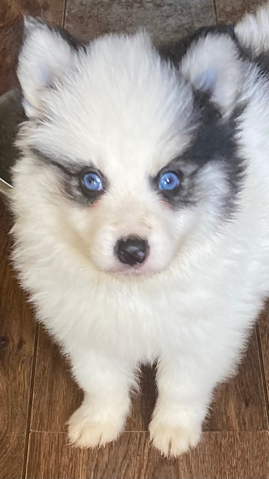 Pomsky mini F2 pups familie*  Zeewolde, Dieren en Toebehoren, 15 weken tot 1 jaar, Overige rassen, CDV (hondenziekte), Geslacht onbekend