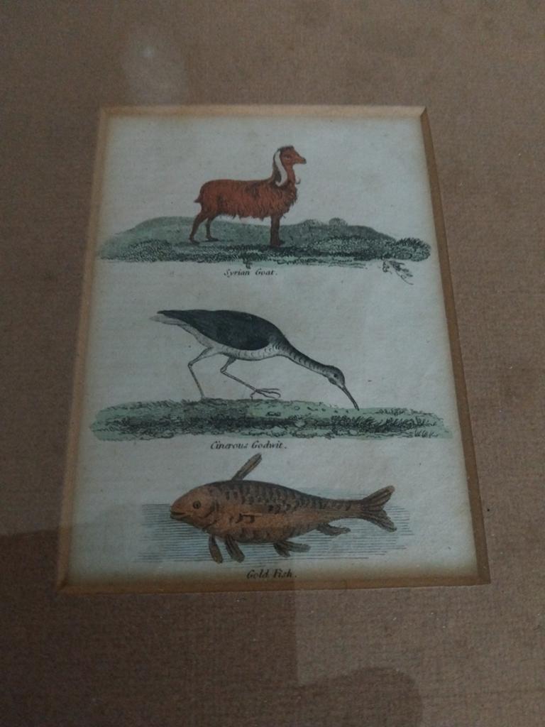 18e eeuwse ets v dieren, ingekleurd, Antiek en Kunst, Ophalen of Verzenden