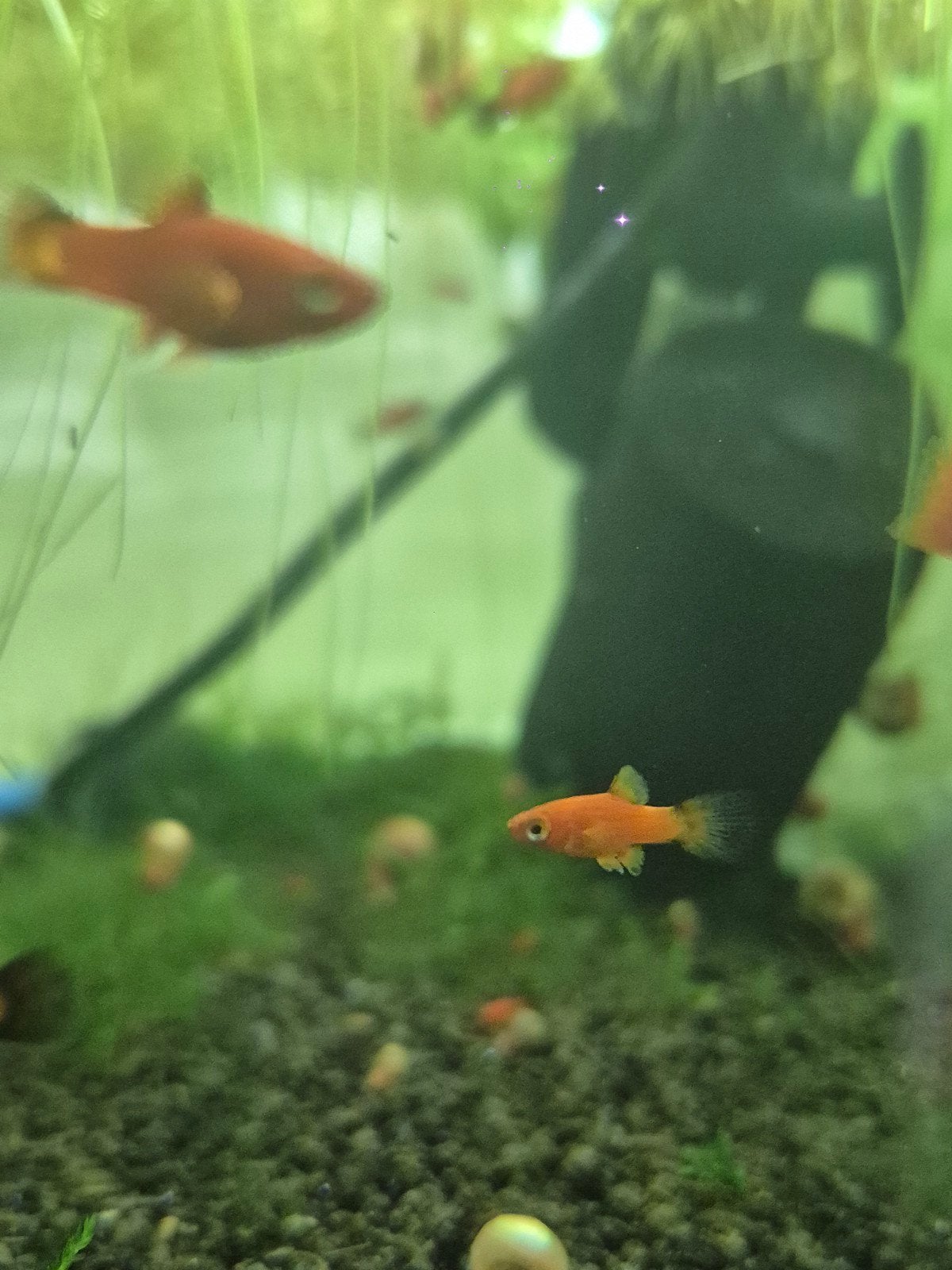 platys, Dieren en Toebehoren, Vis