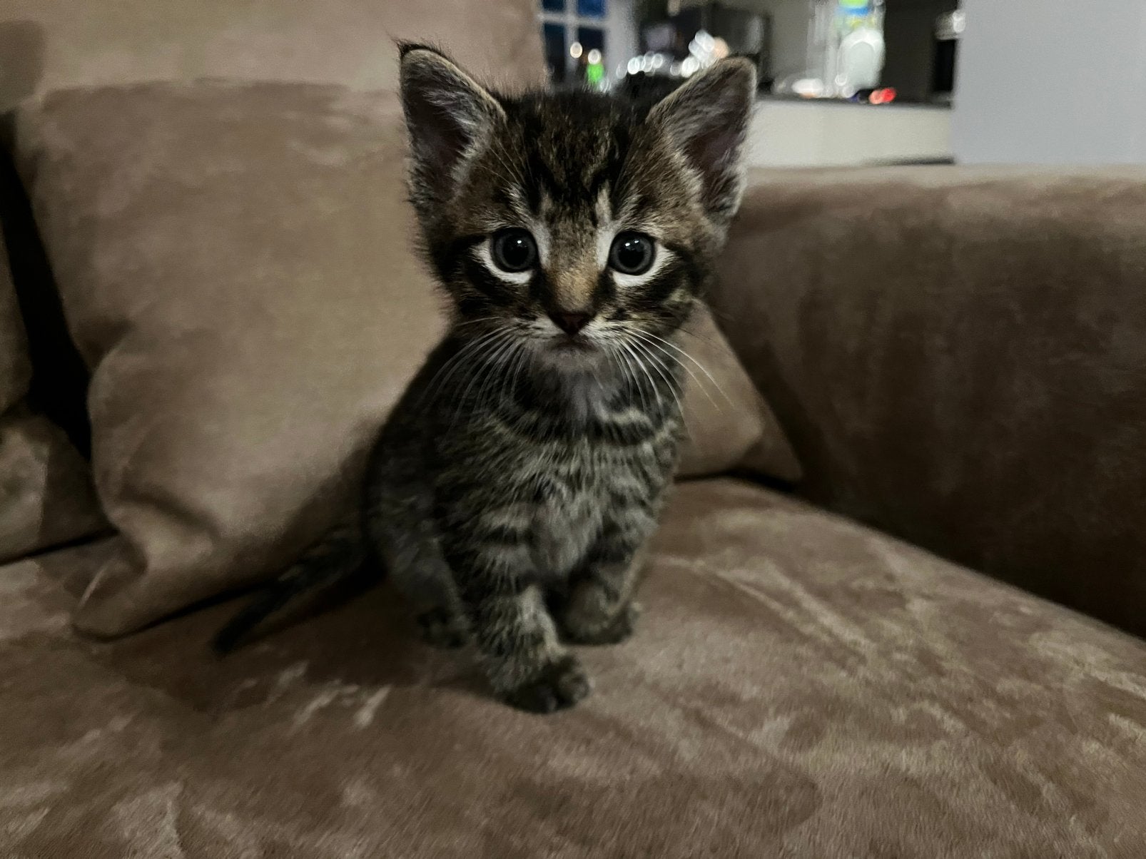 lieve cyperse kittens, Dieren en Toebehoren, Meerdere dieren, Ontwormd, 0 tot 2 jaar