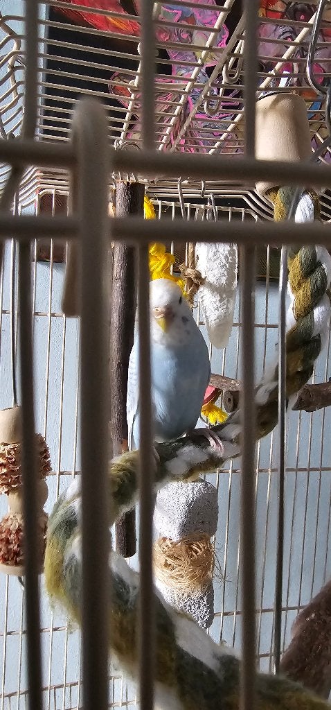 Grasparkiet Koppel met kooi, 4 maanden oud., Meerdere dieren, Parkiet