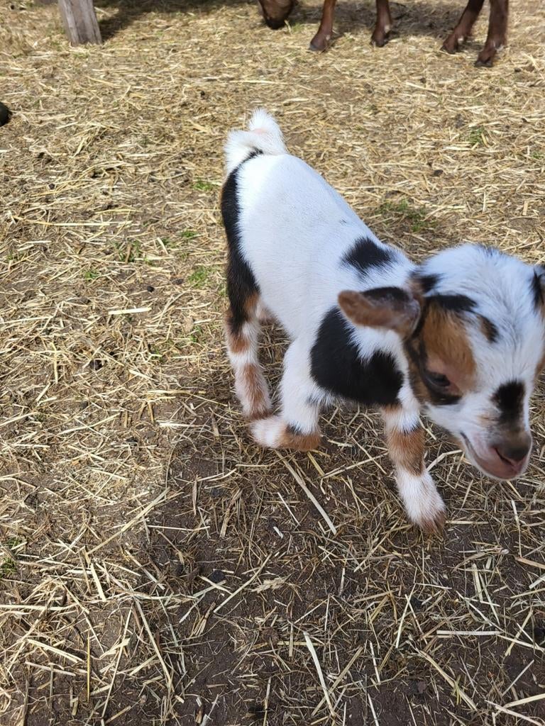 3 dwerggeit bokjes, Dieren en Toebehoren, Schapen, Geiten en Varkens, Mannelijk, Geit, 0 tot 2 jaar
