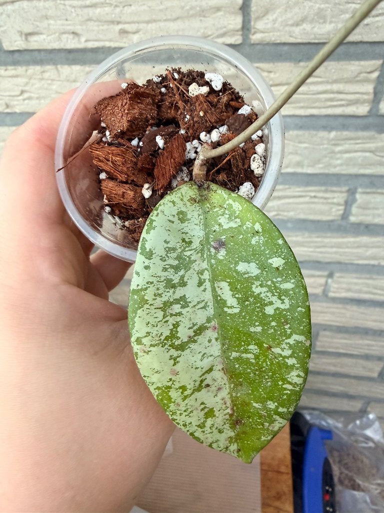 Hoya blizzard, Verzenden, Halfschaduw, Minder dan 100 cm