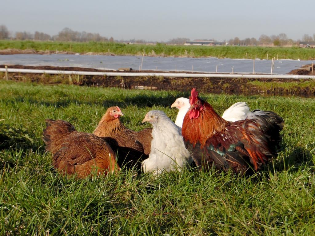 Cochin krielen | Vriendelijke kippen | Passend advies, Dieren en Toebehoren, Pluimvee, Vrouwelijk, Kip
