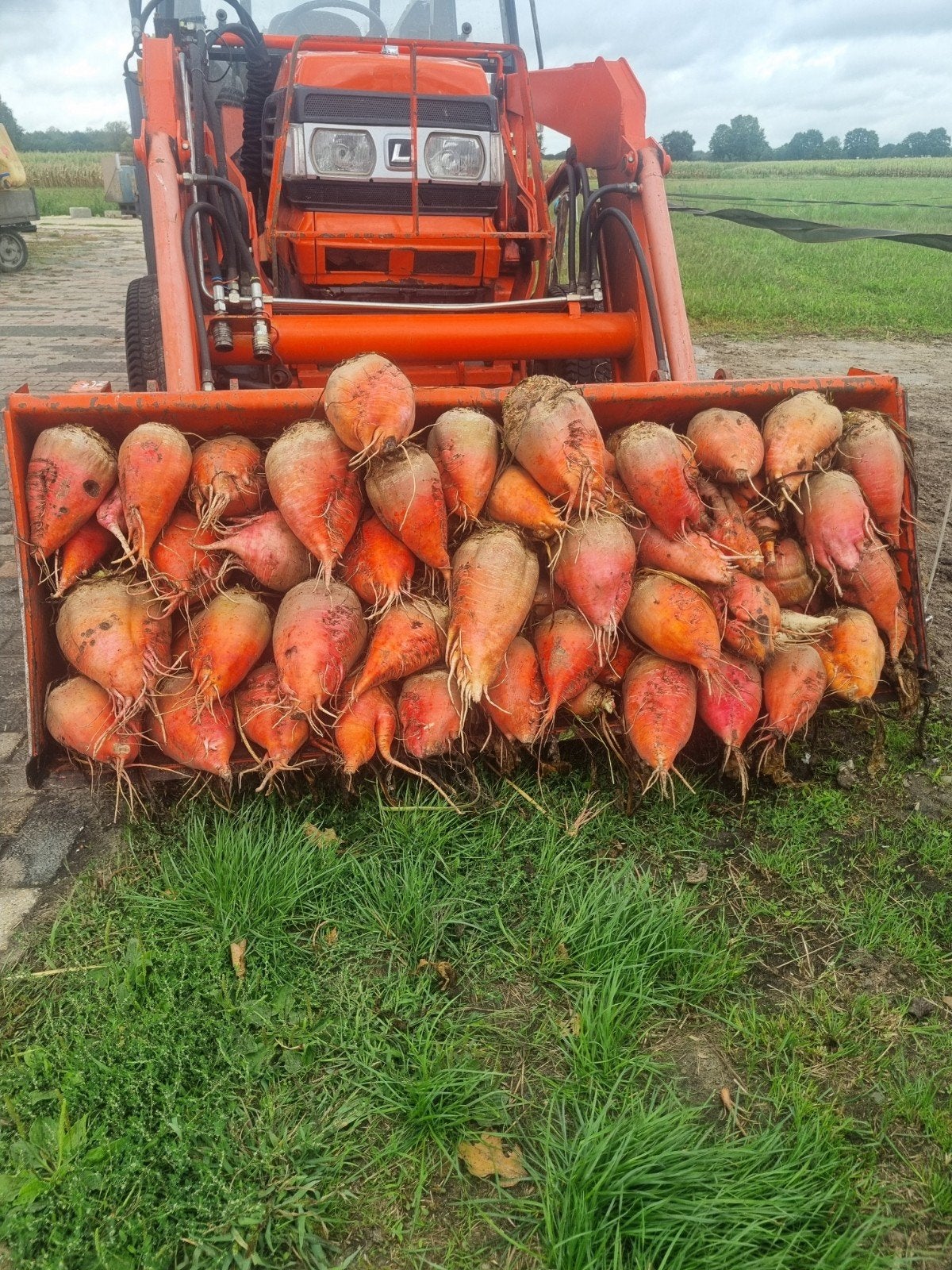 voederbieten, Ophalen, Vee