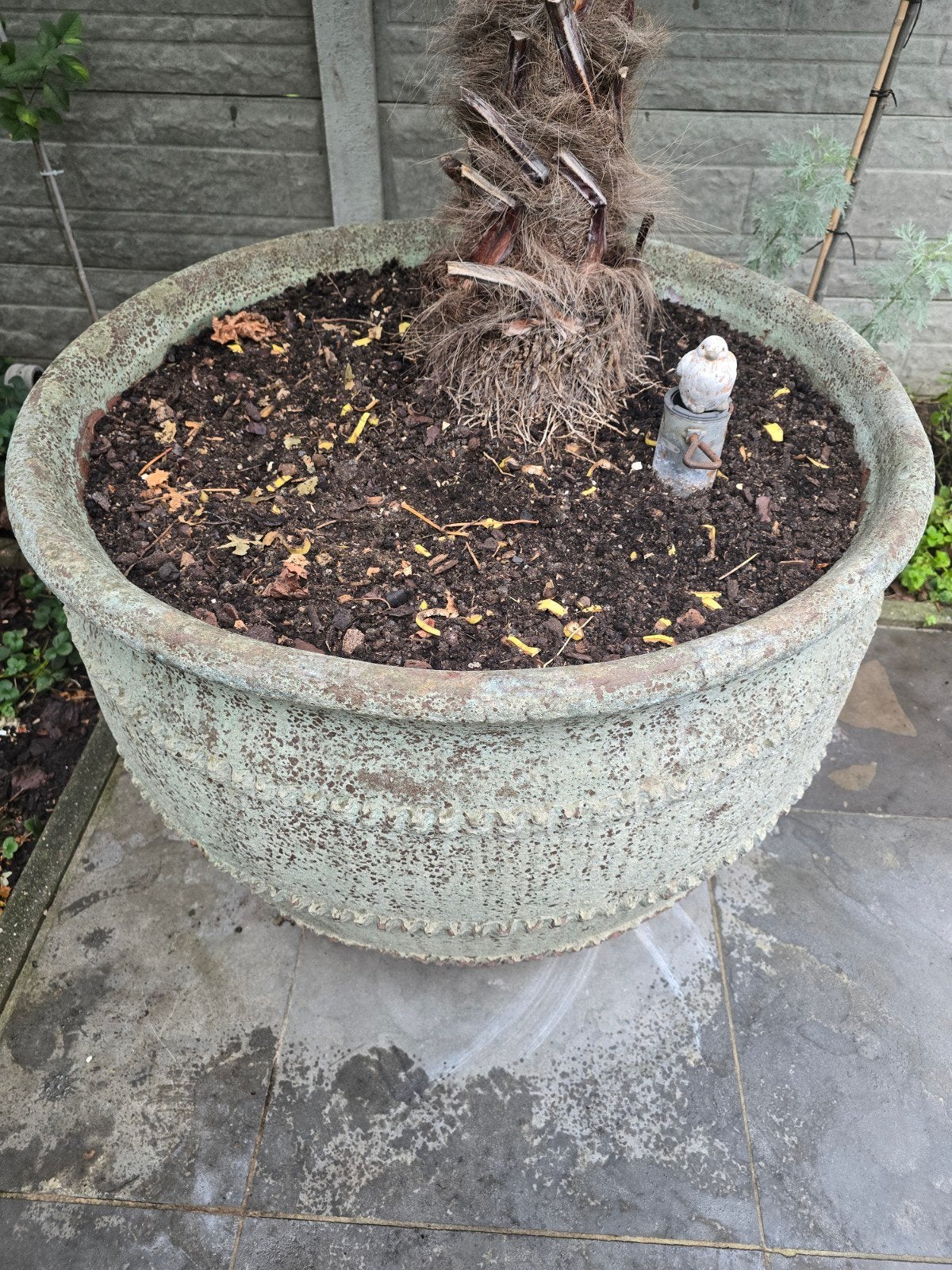 Winterhard palmboom wagnerianus in groot speciale pot., Tuin en Terras, Overige soorten, Volle zon, Vaste plant, Ophalen of Verzenden