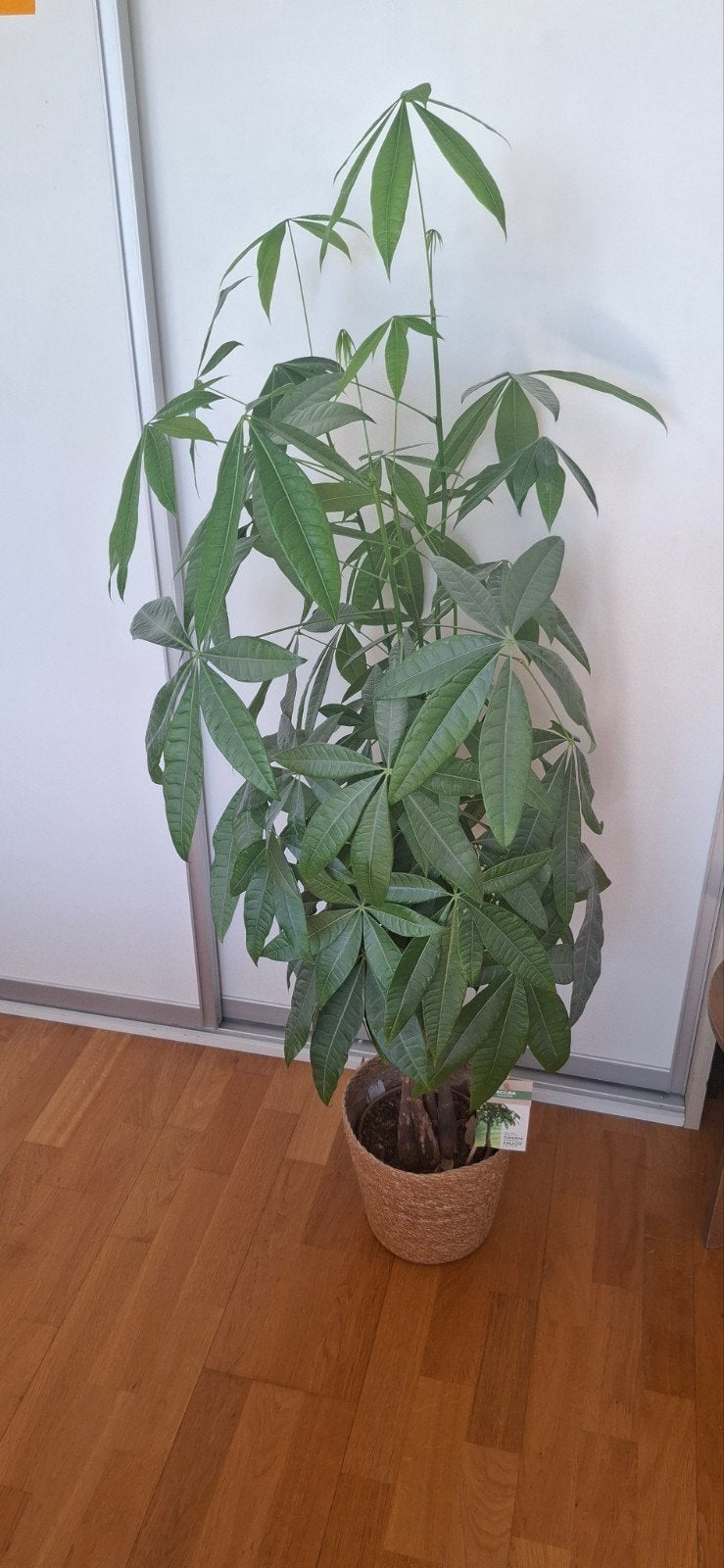 Grote Pachira Aquatica - Geldboom in pot, Ophalen, 100 tot 150 cm, Overige soorten, Halfschaduw