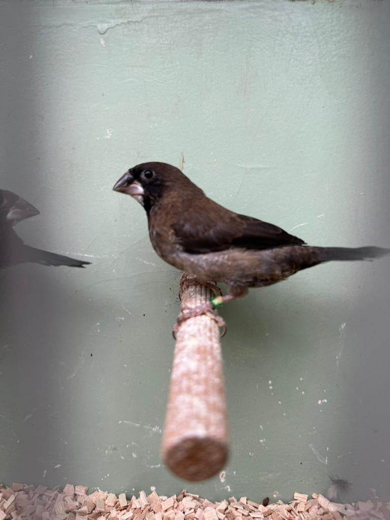 japanse meeuwen, Meerdere dieren