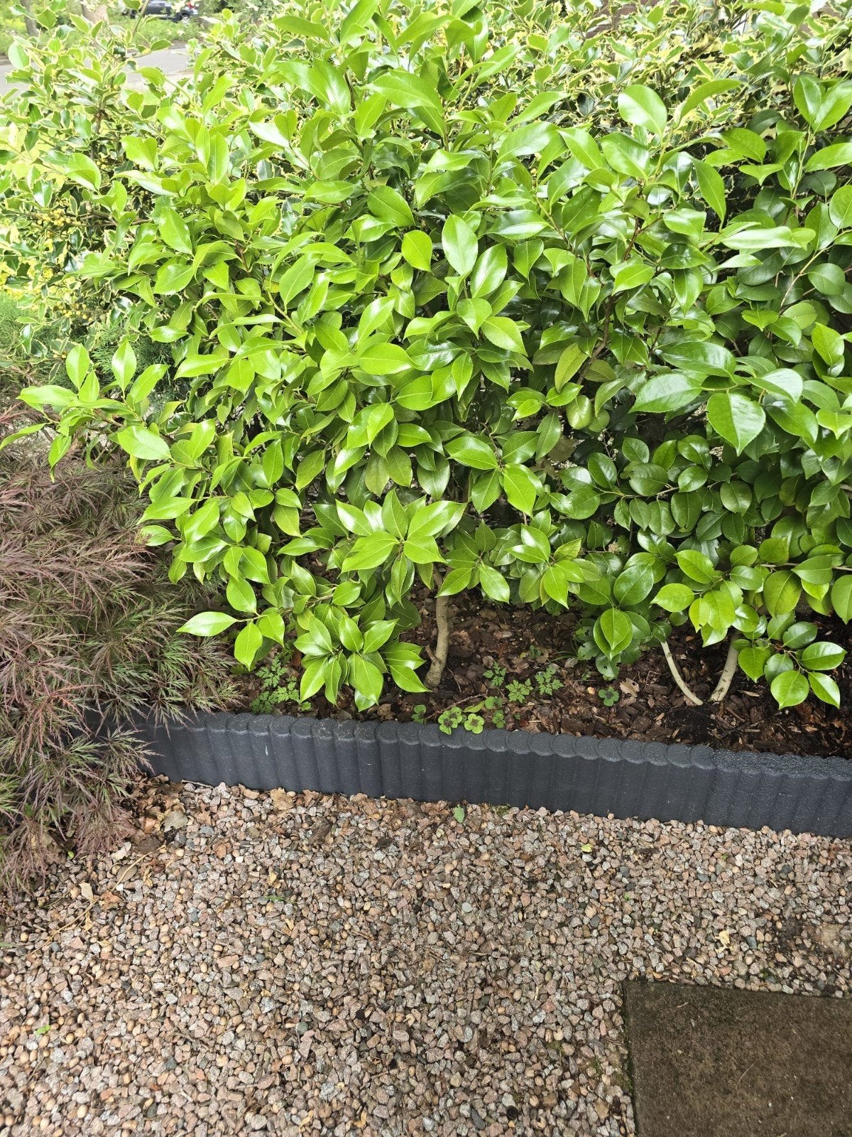 Japanse roos, Ophalen of Verzenden, Overige soorten, Struik, 100 tot 250 cm