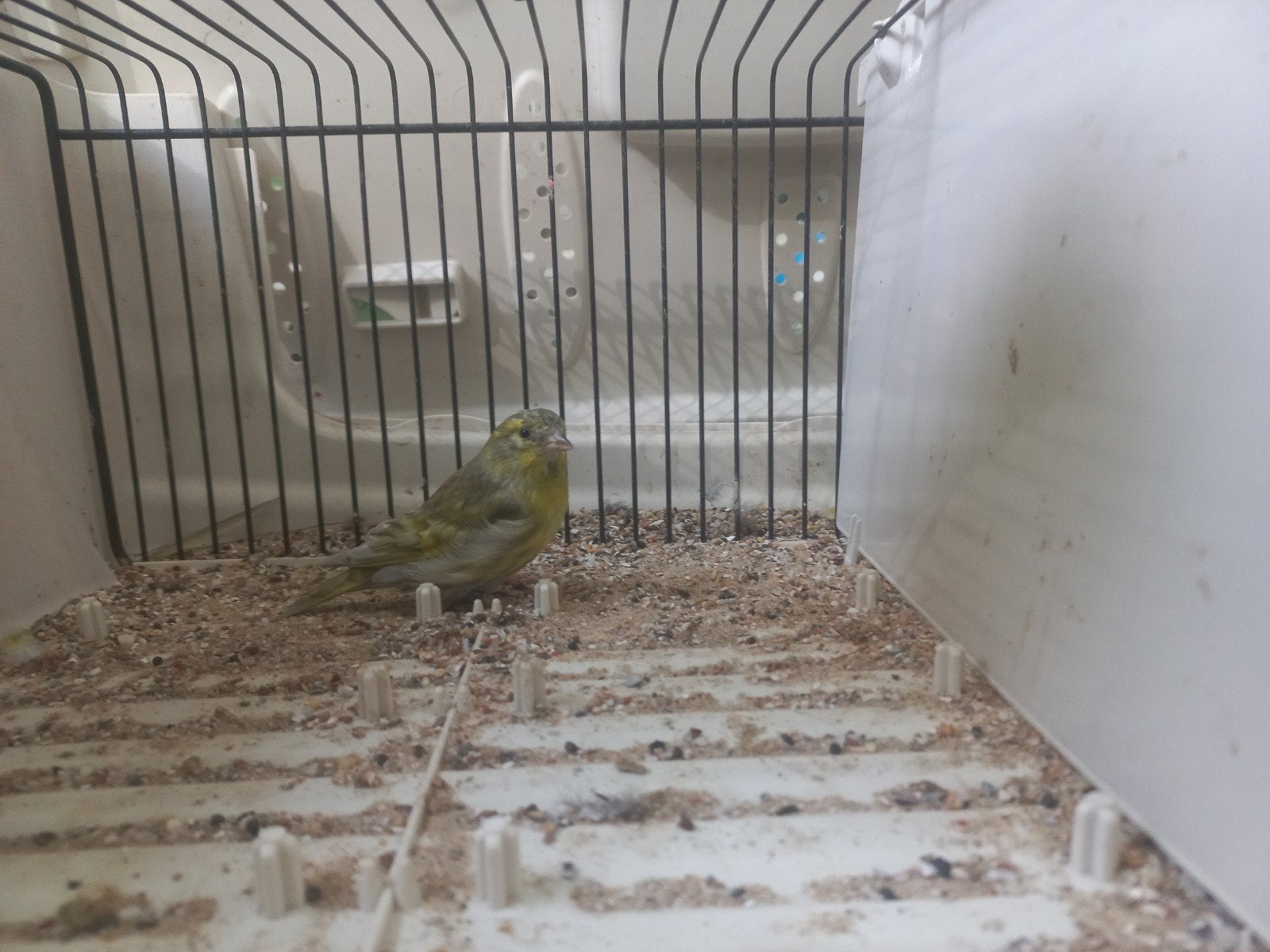 Europese sijzen koppels en mannen, Meerdere dieren, Wildzangvogel, Geringd