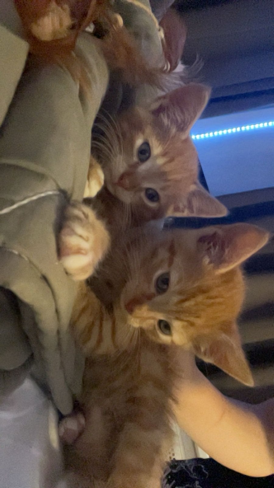 Schattige katten, Ophalen