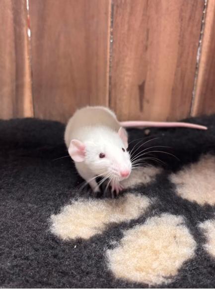Tamme ratten vrouw, Rat, Vrouwelijk, Januari, Tam