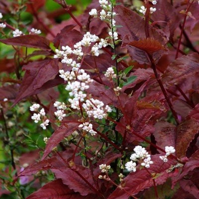 Persicaria red dragon vaste tuinplant, Ophalen, Overige soorten, Halfschaduw