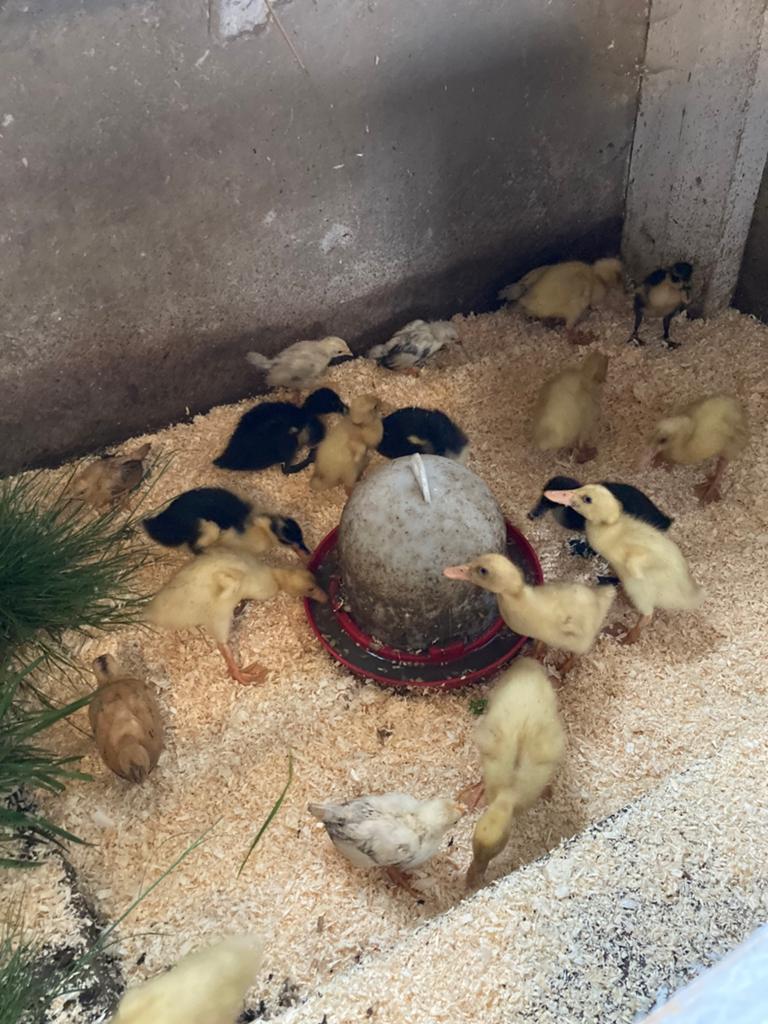 Jonge loopeenden, Dieren en Toebehoren, Pluimvee, Meerdere dieren, Eend