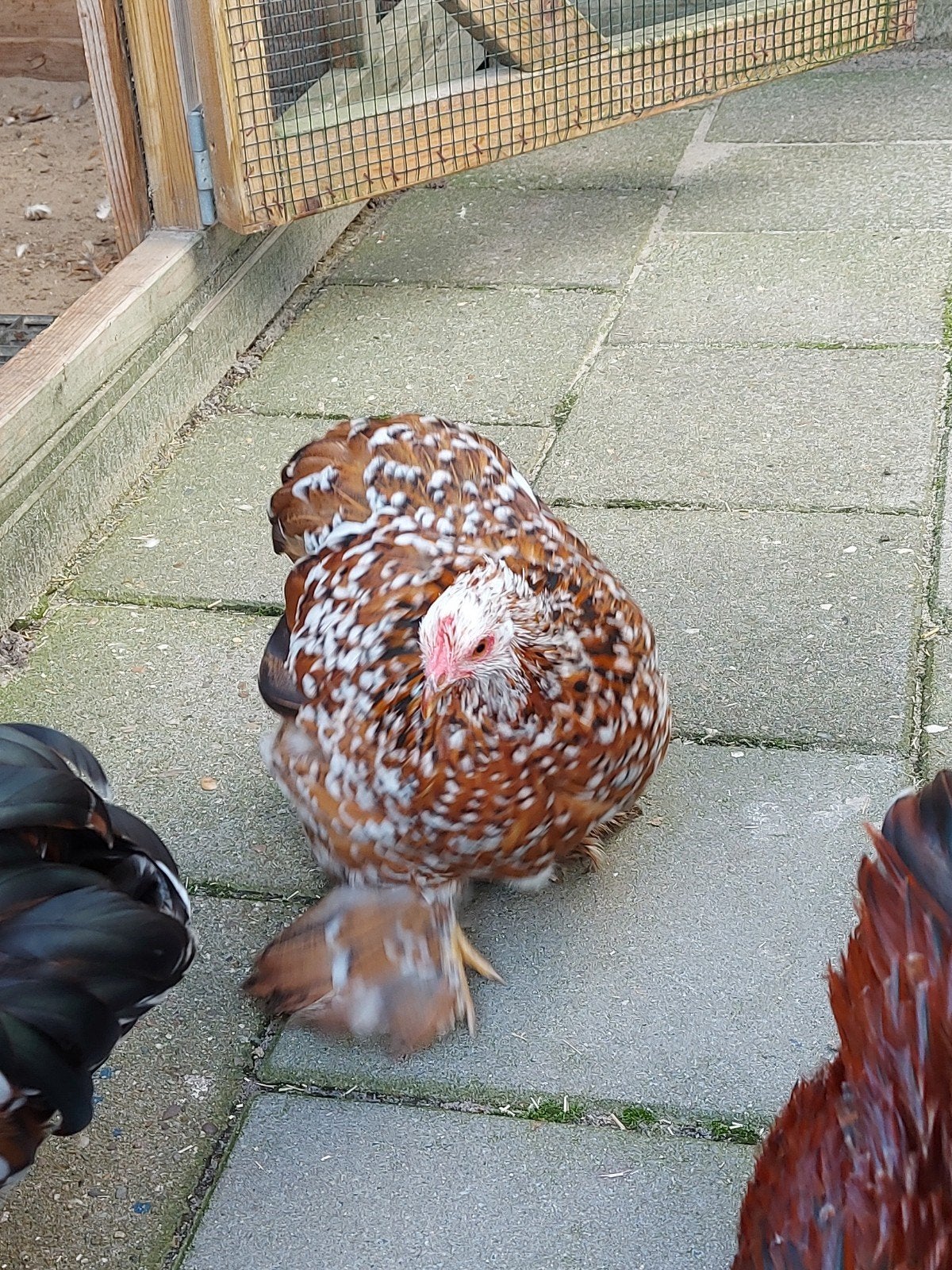 Cochin kriel broedeieren meerdere kleuren zie omschrijving., Dieren en Toebehoren, Pluimvee, Geslacht onbekend, Kip