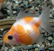 Pearl Scale goudvis mix / Koidreams Valburg, Goudvis(sen)