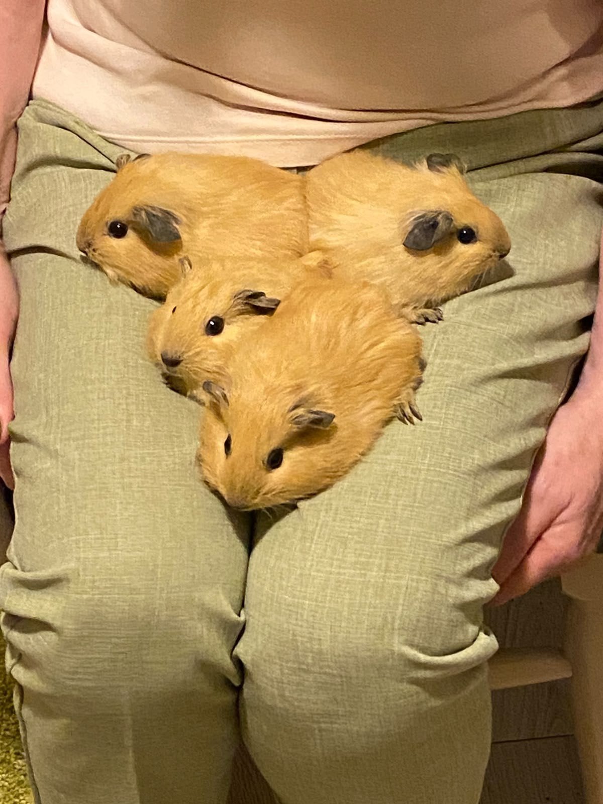 2 Cavia vrouwtjes 5 weekjes jong ️ Californian beige, Augustus, Vrouwelijk, Cavia