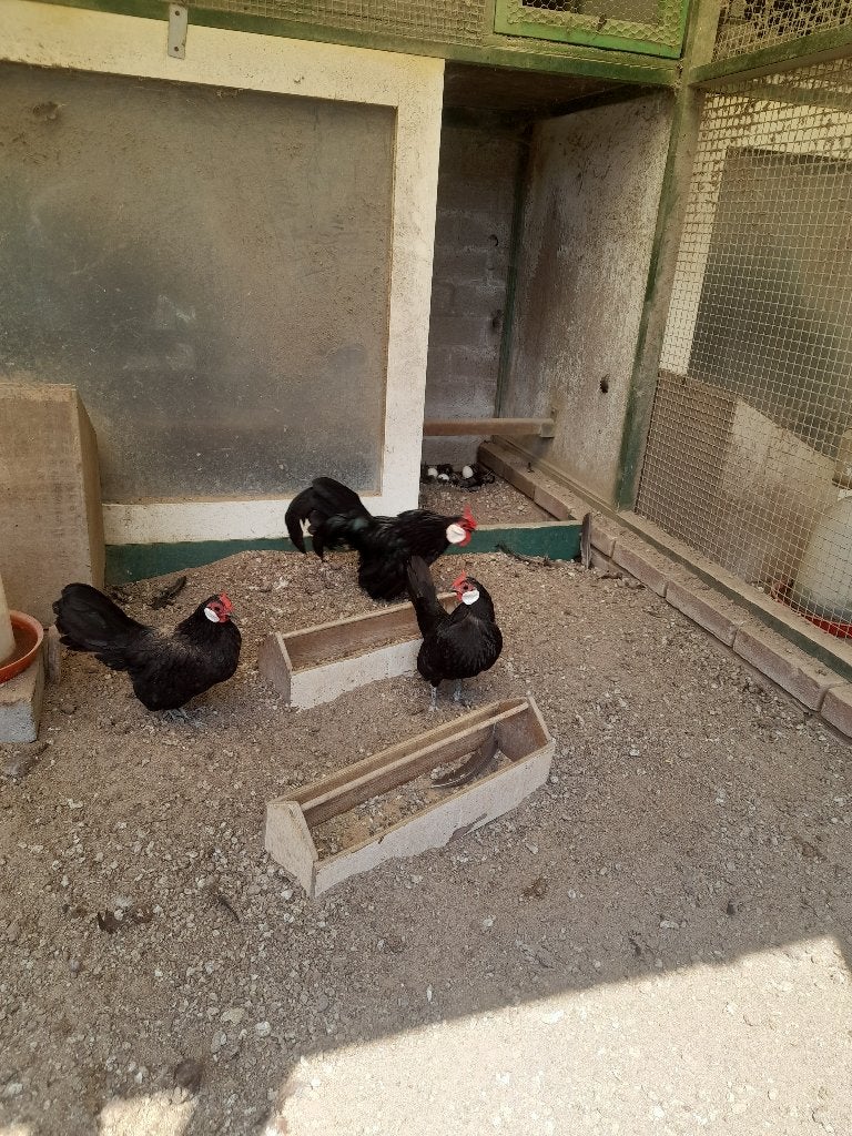 Java krielen te koop, Dieren en Toebehoren, Meerdere dieren, Kip