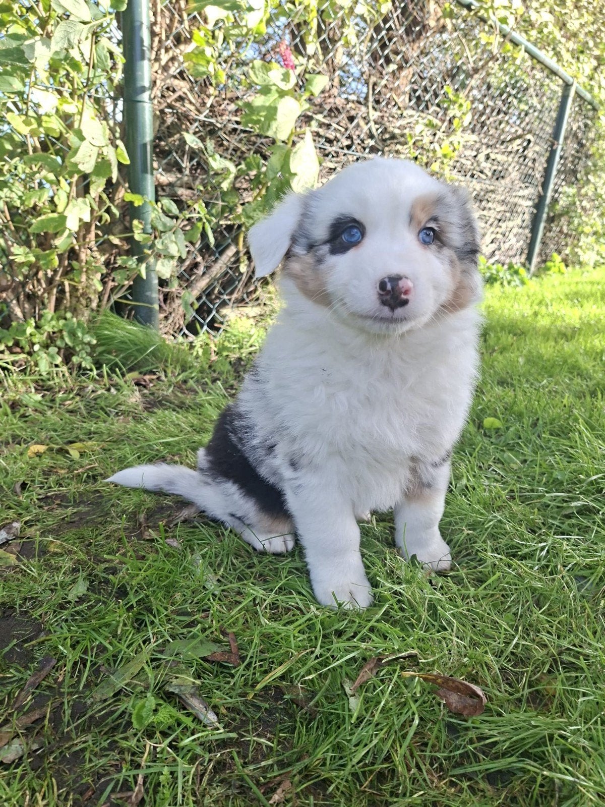 Prachtige Australian Shepherd pups, Nederland, 8 tot 15 weken, Meerdere, Meerdere dieren