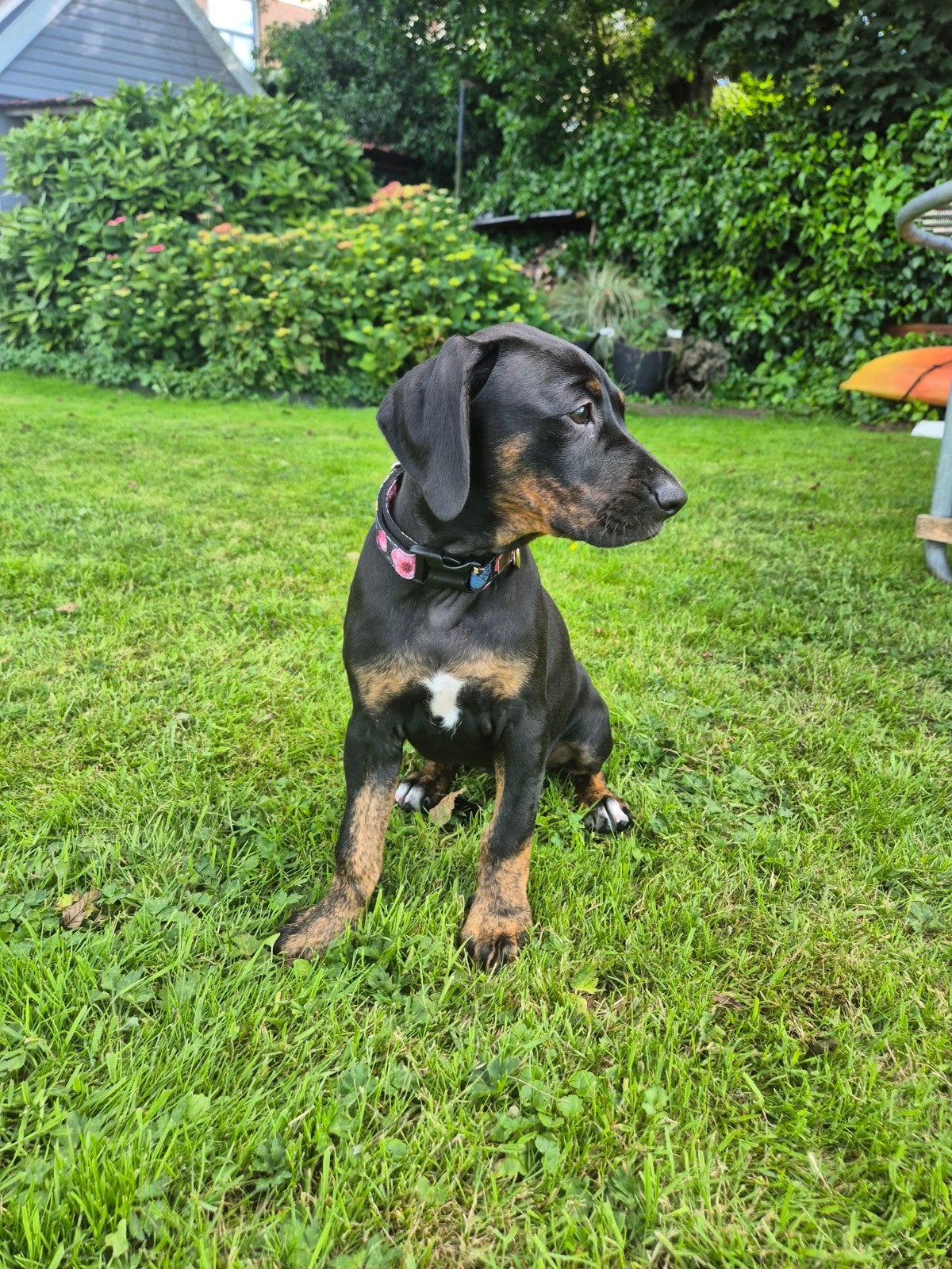 Mooie raszuivere Catahoula pups, Parvo, Overige rassen, 8 tot 15 weken, Teef