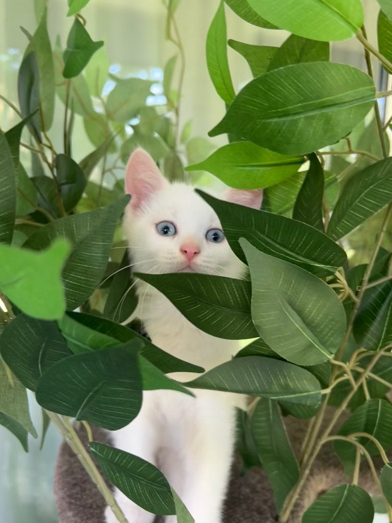 Brits korthaar kittens, Meerdere dieren, Gechipt, 0 tot 2 jaar