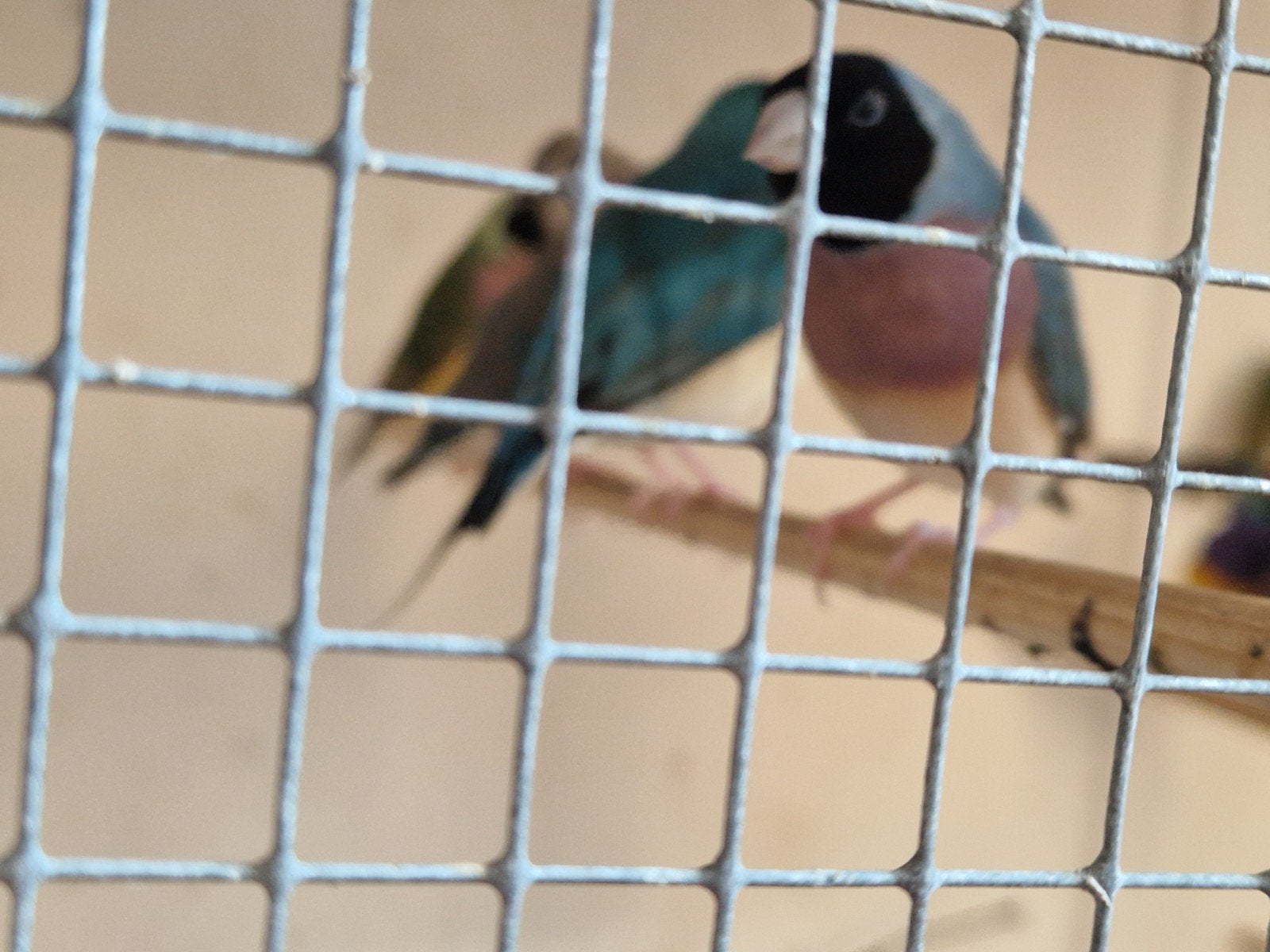 10 gouldamadine gouldamadines, Meerdere dieren, Tropenvogel