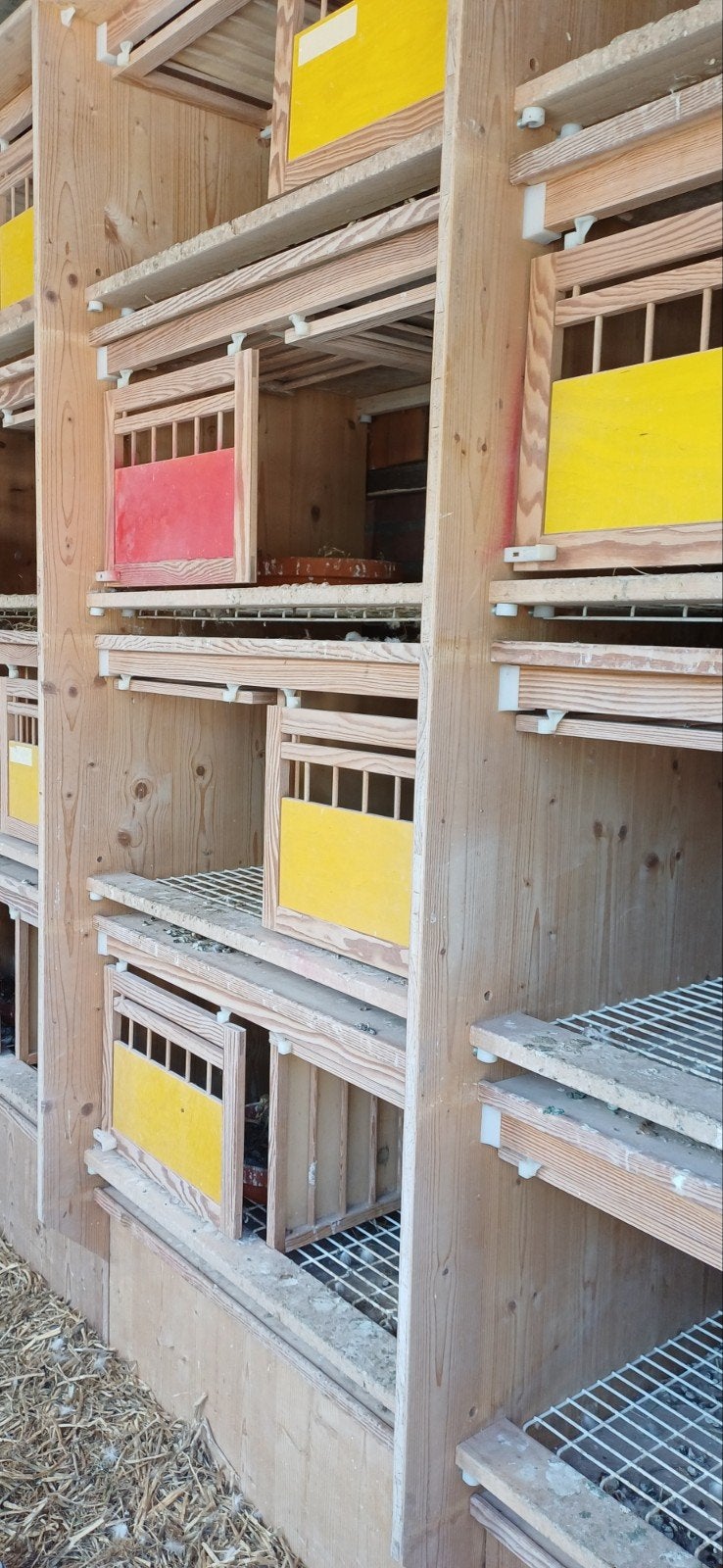 Hermes broedbakken postduiven, Meerdere dieren, Postduif