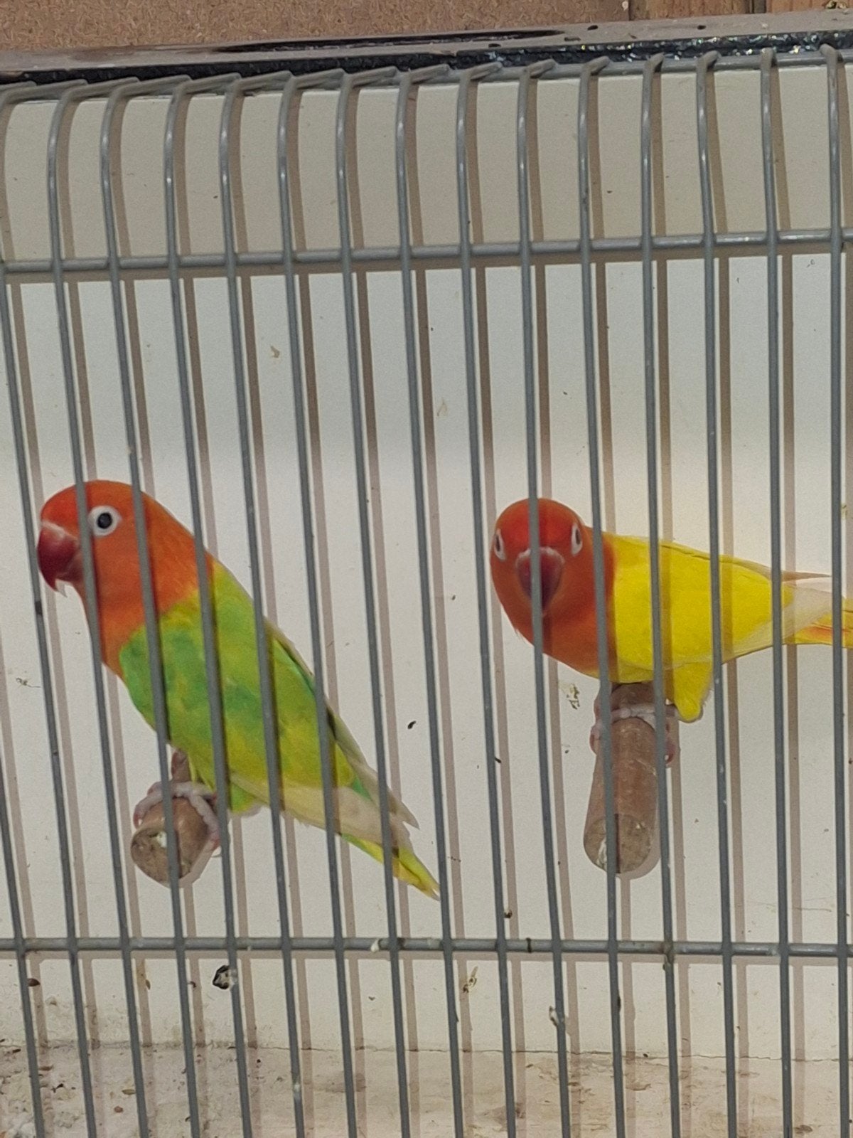 kweekstel ficheries, Dieren en Toebehoren, Vogels | Parkieten en Papegaaien, Meerdere dieren, Dwergpapegaai of Agapornis