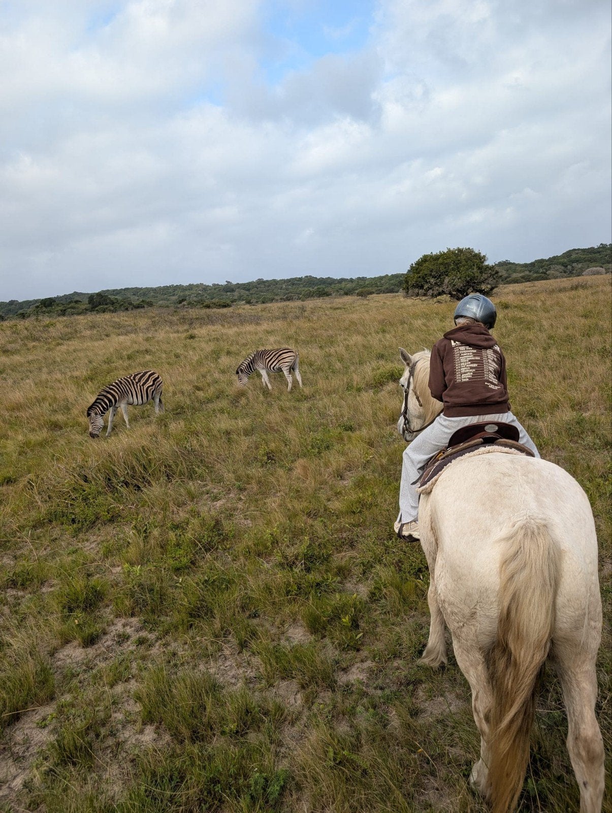 verzorg pony of paard gezocht, Ophalen of Verzenden