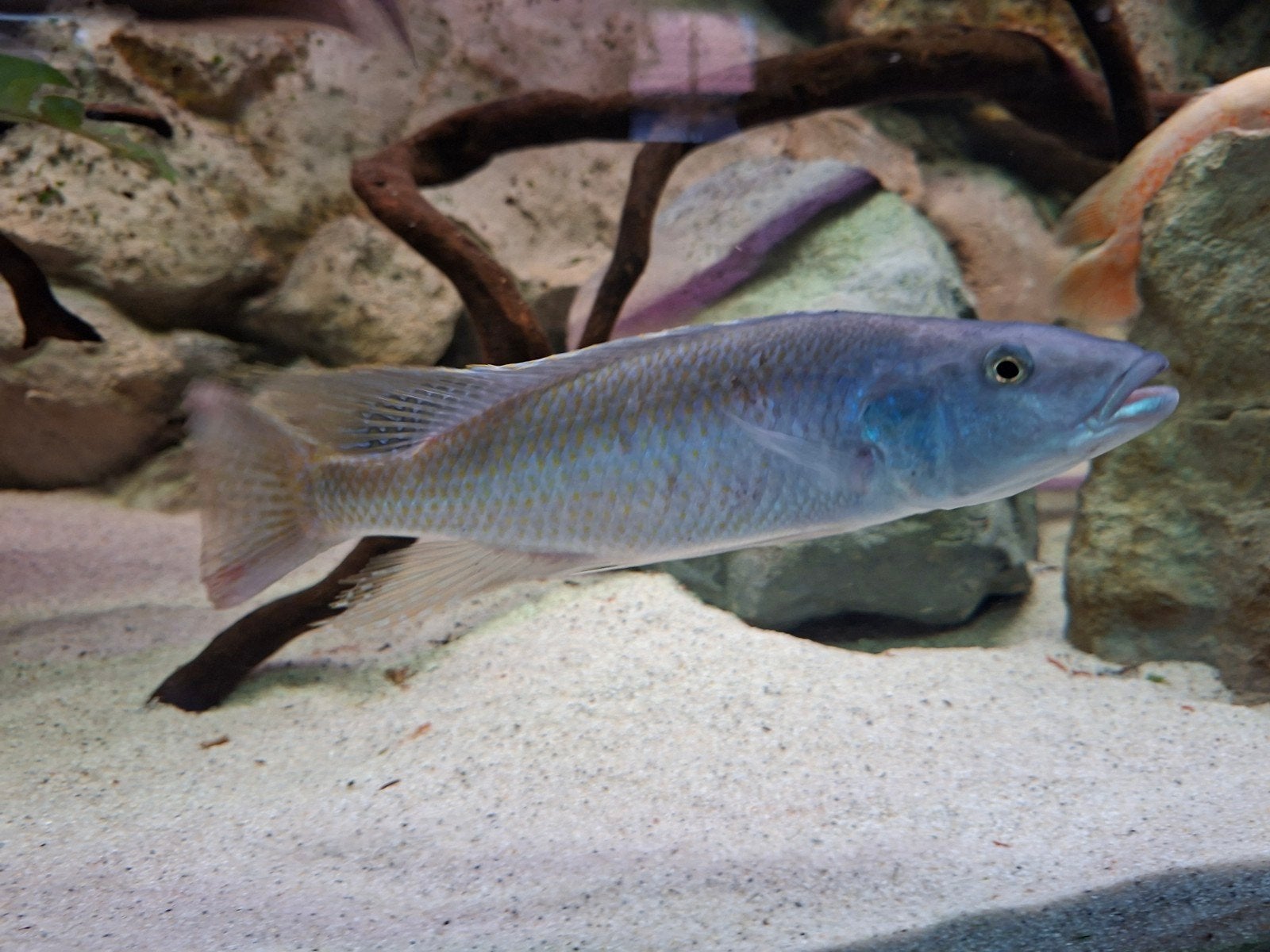 Champsochromis caeruleus man, Dieren en Toebehoren, Vis
