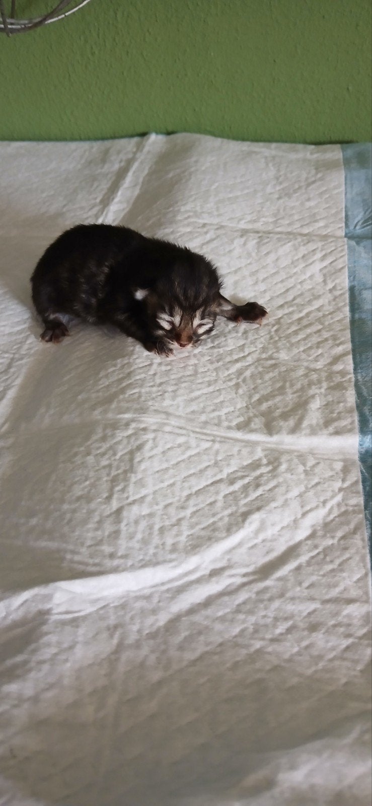 Siberische kittens hypoallergeen, Meerdere dieren, Gechipt, 0 tot 2 jaar