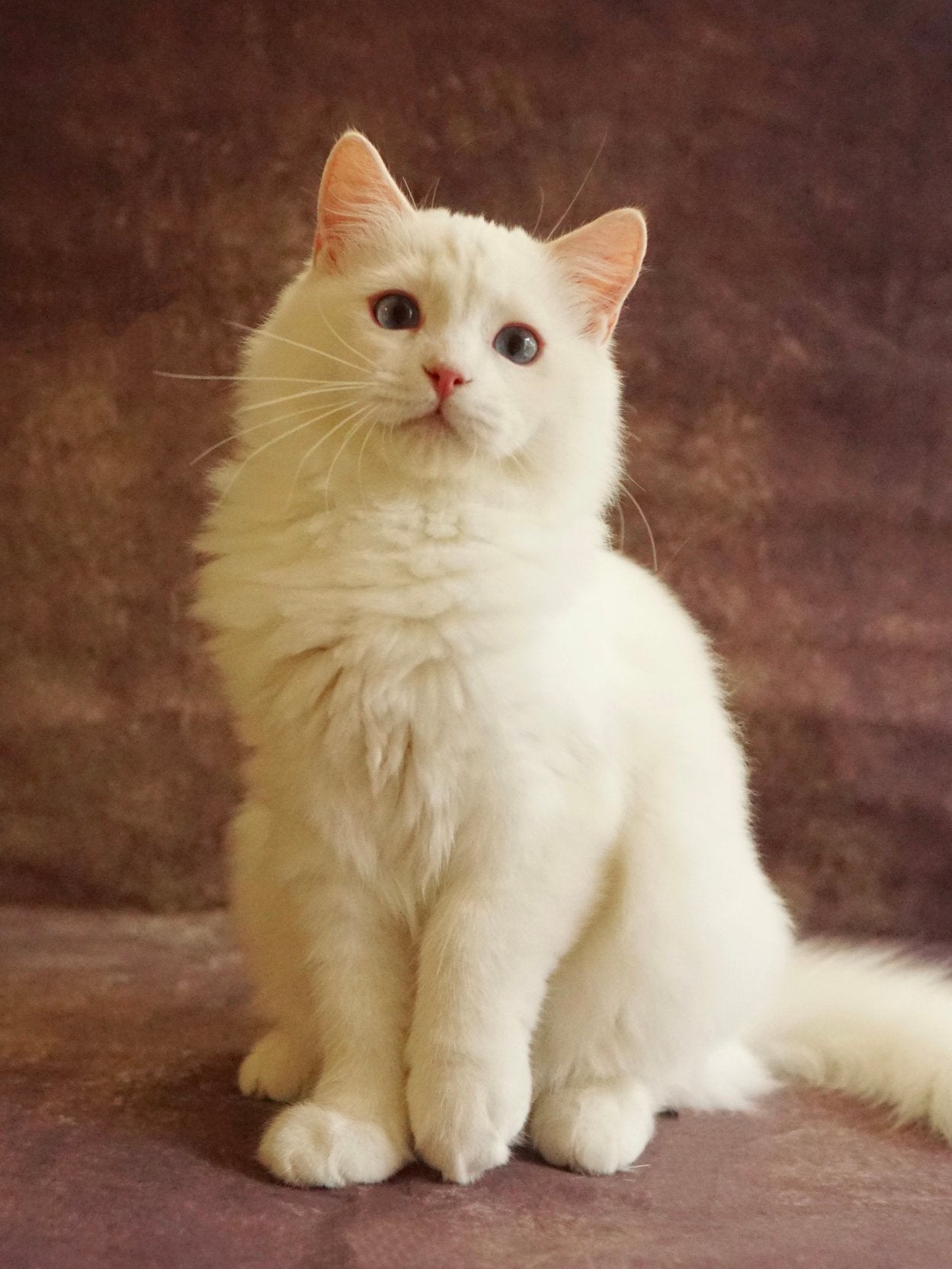Prachtige en unieke Ragdoll kittens (katertjes) met stamboom, Meerdere dieren, Met stamboom, 0 tot 2 jaar