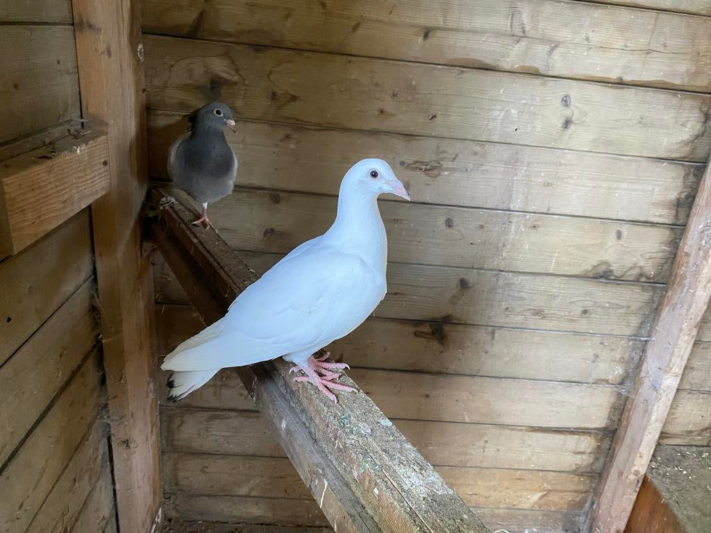 Jonge Postduiven, Meerdere dieren, Postduif