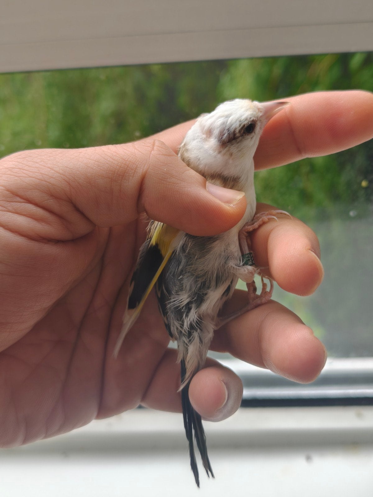 koppel parva mutaties, Meerdere dieren, Wildzangvogel