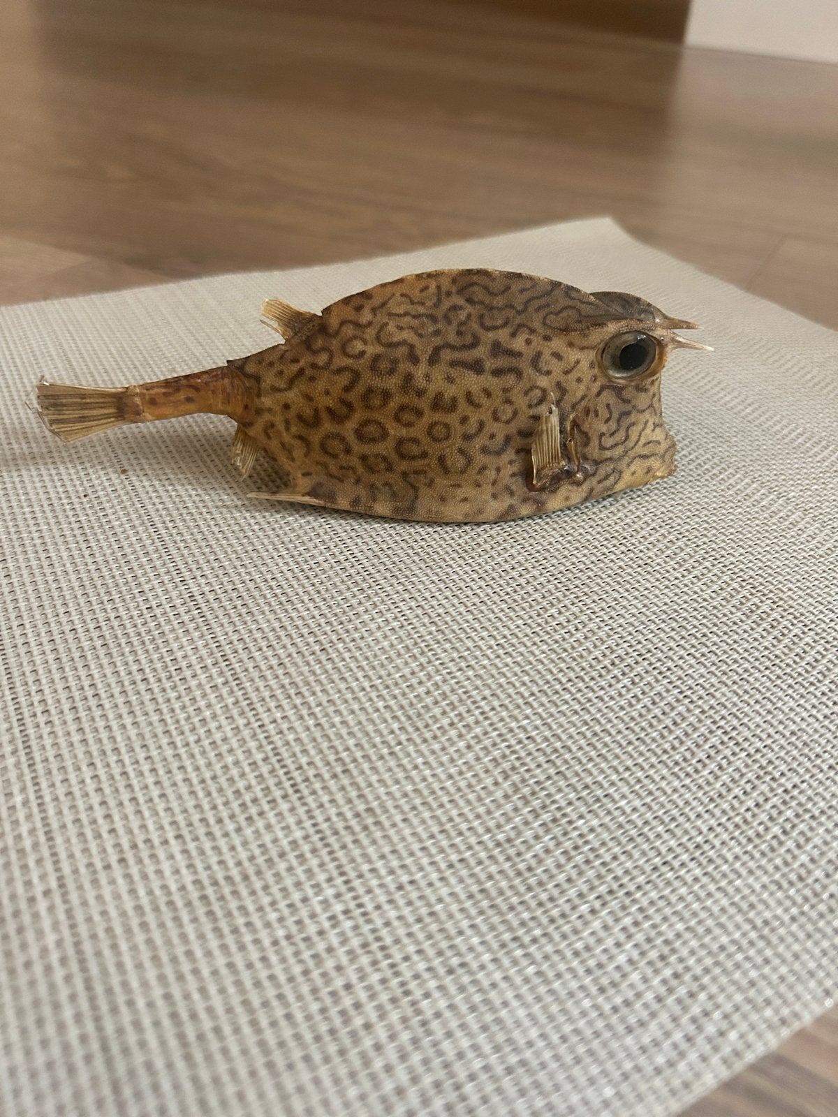 Unieke Koffer- of Doosvis (Ostracion cubicus) - Taxidermie, Verzamelen, Ophalen, Gebruikt