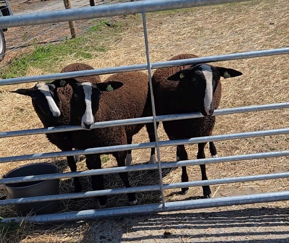 Zwartbles ram lam te koop, Dieren en Toebehoren, Mannelijk, Schaap, 0 tot 2 jaar