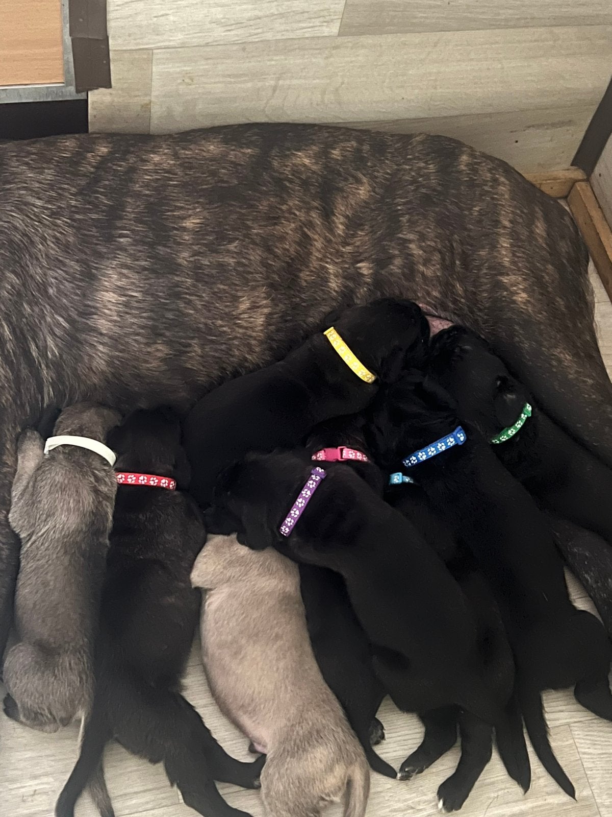 Cane corso pups met stamboom, België, Overige rassen, 8 tot 15 weken, Parvo