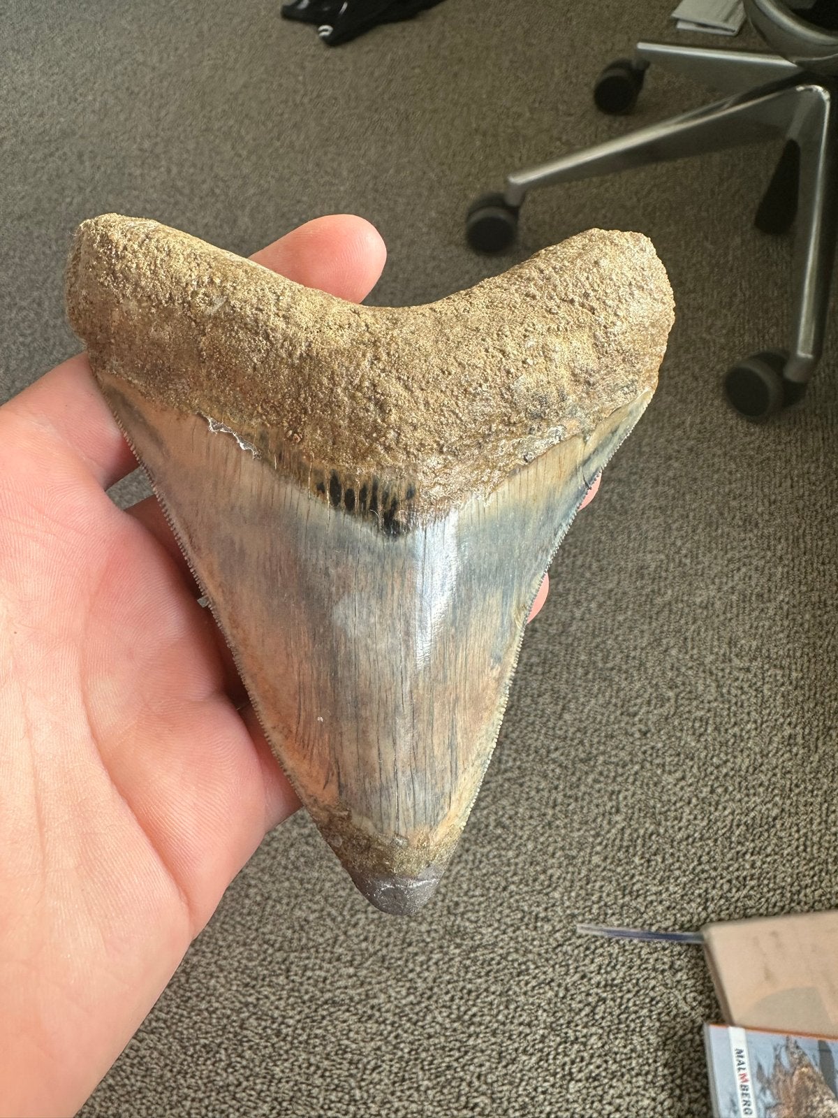 Grote Megalodon tand - 13cm, Ophalen of Verzenden, Fossiel
