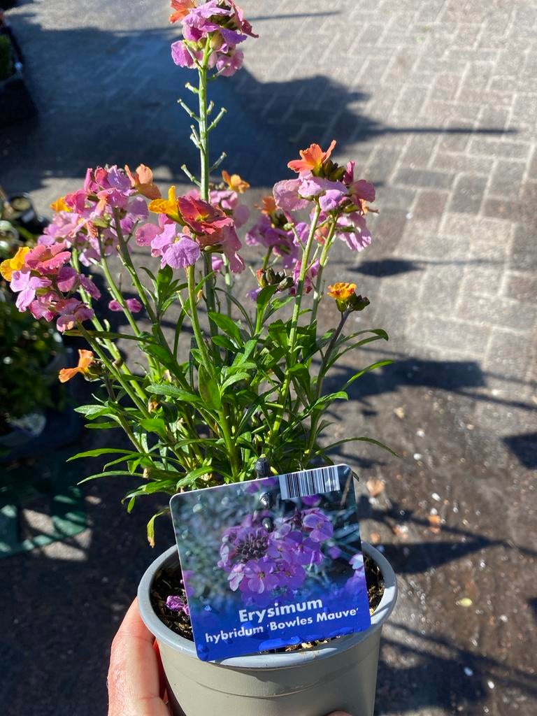 Erysimum 'Bowles Mauve' - Winterharde Muurbloem, Tuin en Terras, Volle zon, Vaste plant, Lente, Ophalen