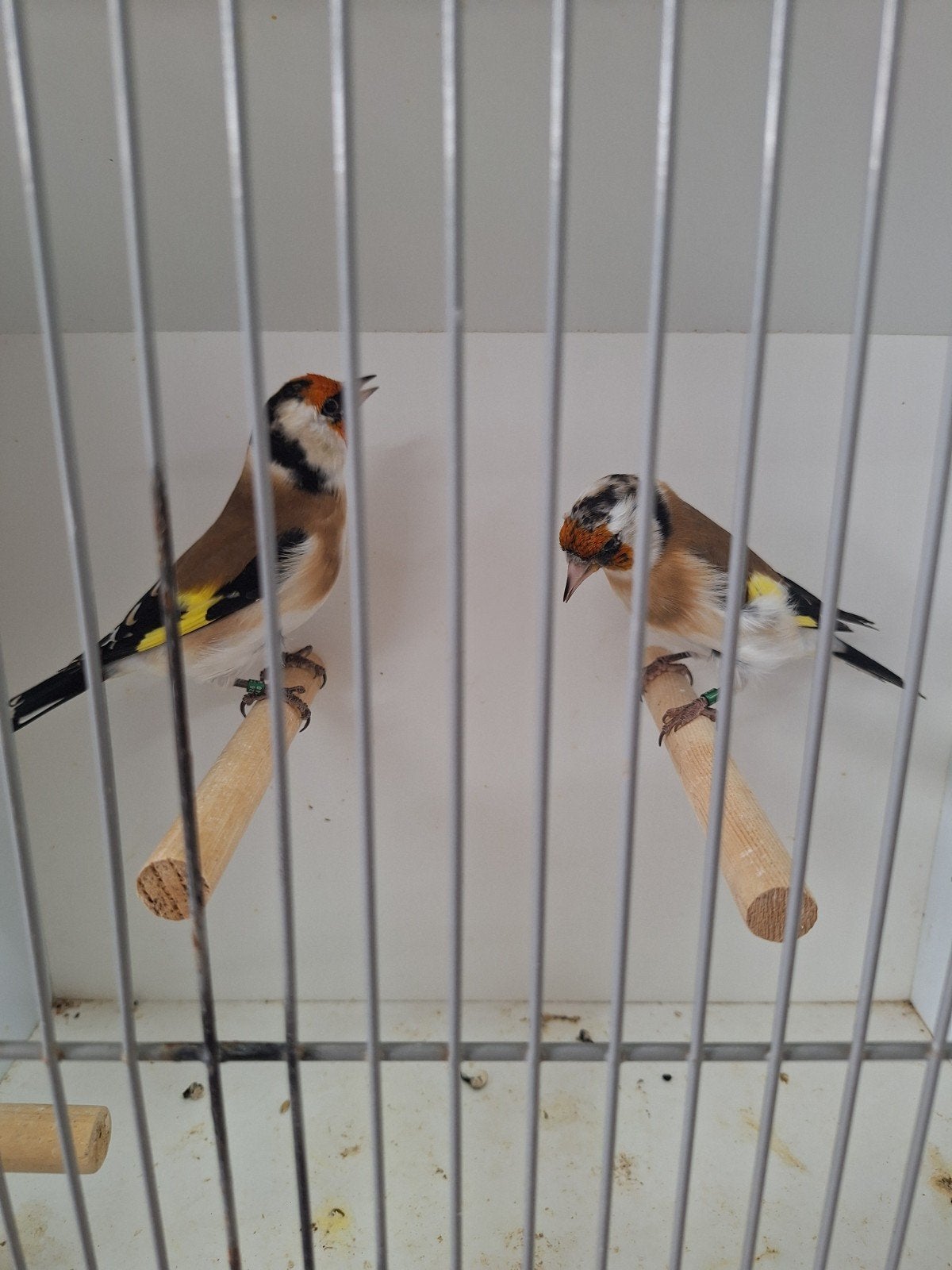 majoor putters te koop, Meerdere dieren, Wildzangvogel, Geringd
