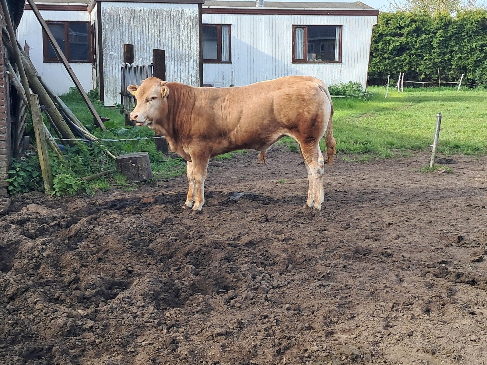 Blonde aquitaine stier, Mannelijk
