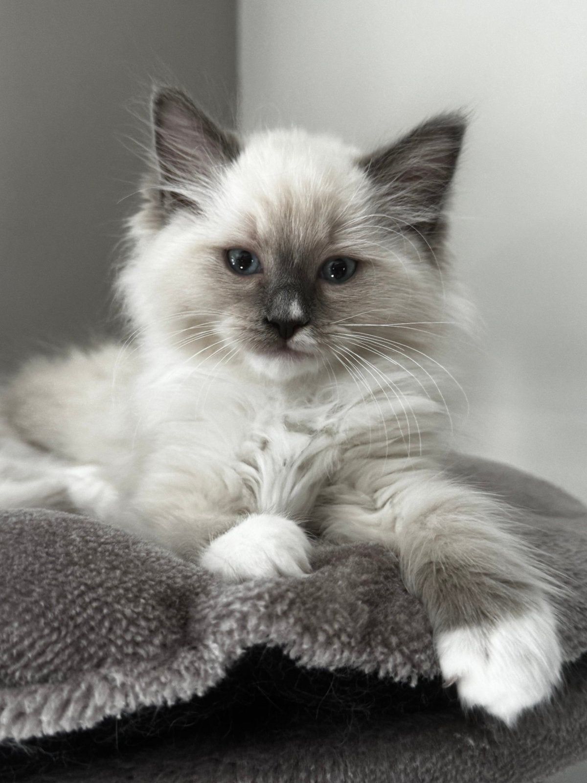 Ragdoll kittens blue point en bicolor mogen verhuizen️, Dieren en Toebehoren, Meerdere dieren, Ontwormd, 0 tot 2 jaar