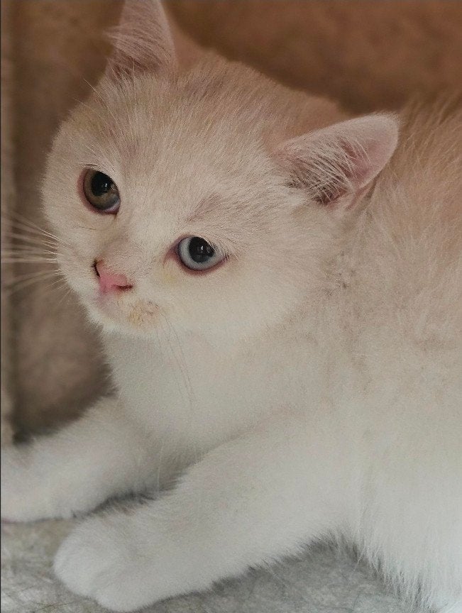Bijzondere Odd eyes één blauw één honingkleur) Britse Kortha, Dieren en Toebehoren, Katten en Kittens | Raskatten | Korthaar, Meerdere dieren