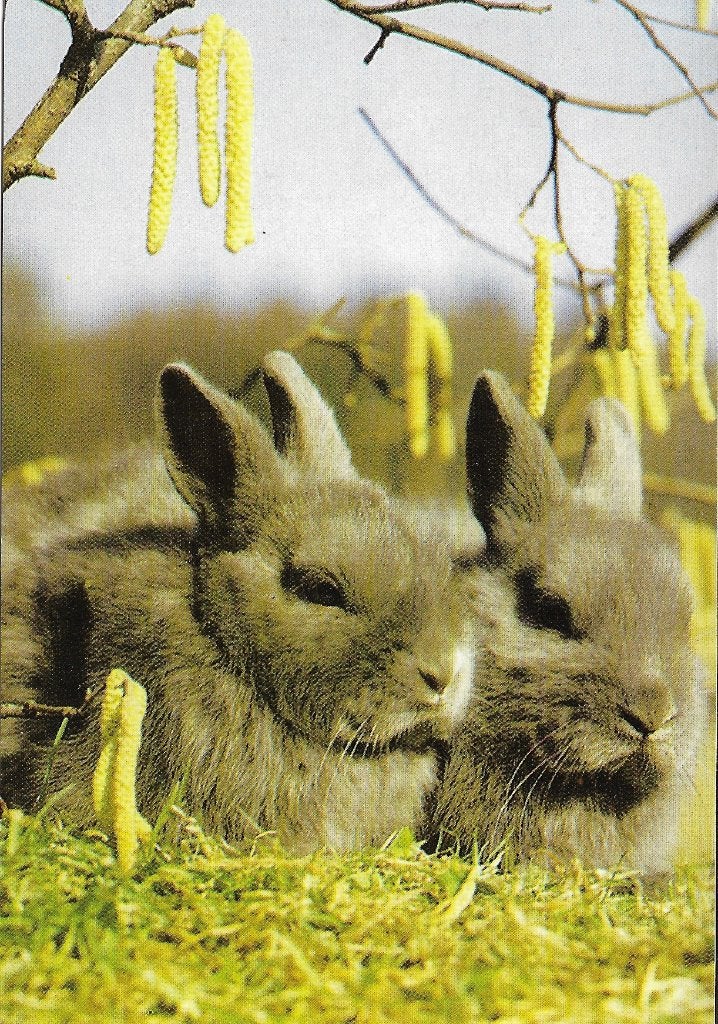 Ansichtkaart  	Konijnen, Verzamelen, Verzenden, 1980 tot heden, Ongelopen, Knaagdier