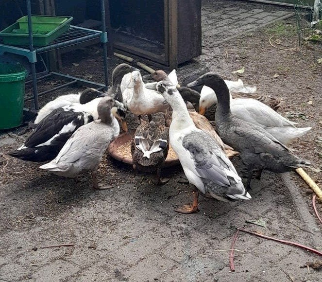 Loopeenden jong en volwassen., Meerdere dieren, Eend