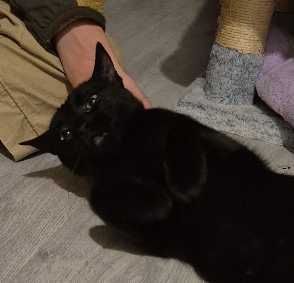 Liefste kitten van Zeeland zoekt nieuw huis!, Poes, Kortharig, 0 tot 2 jaar