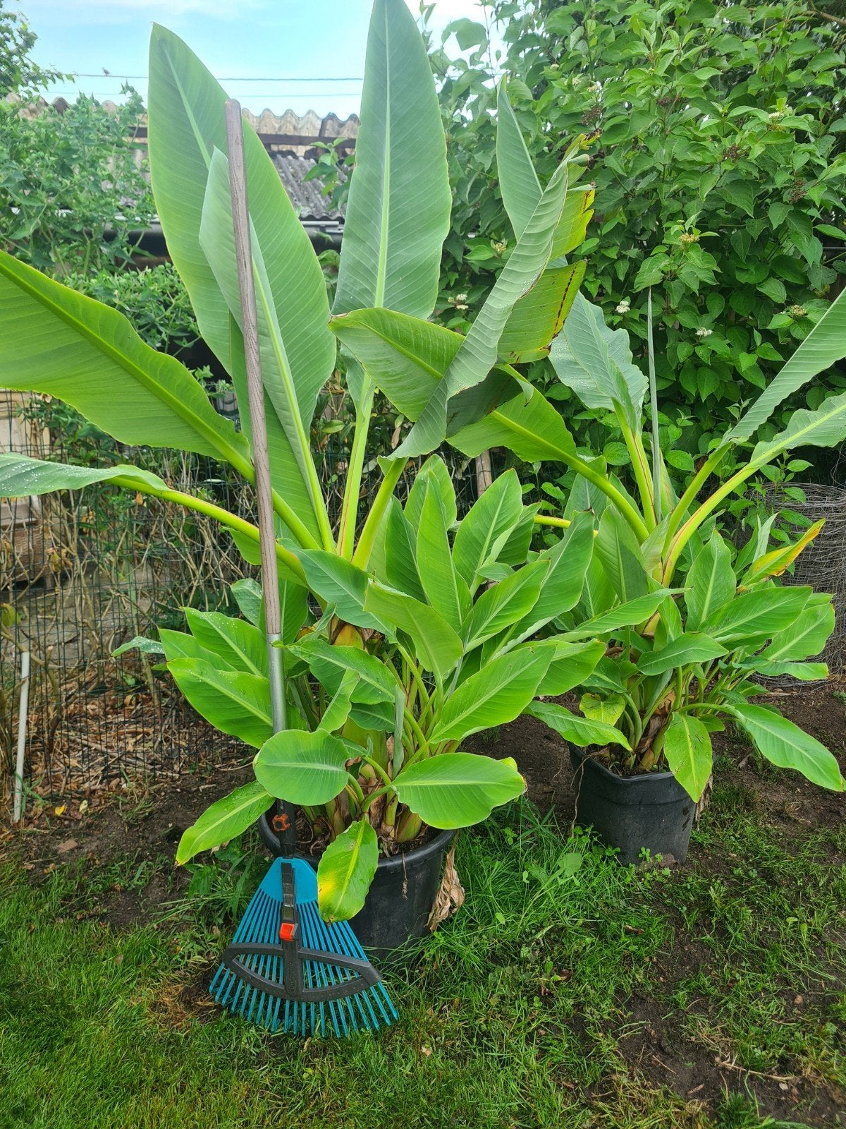 mussela lasiocarpa, Ophalen, Overige soorten, Volle zon